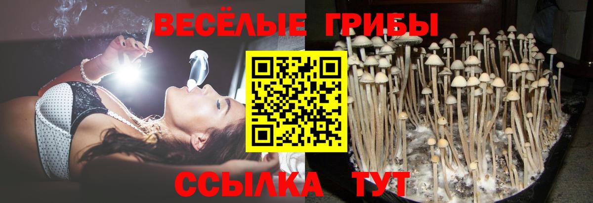 где купить наркотик  Вход с VPN  Галлюциногенные грибы Magic Shrooms  Чехов  Псилоцибиновые грибы Cubensis 